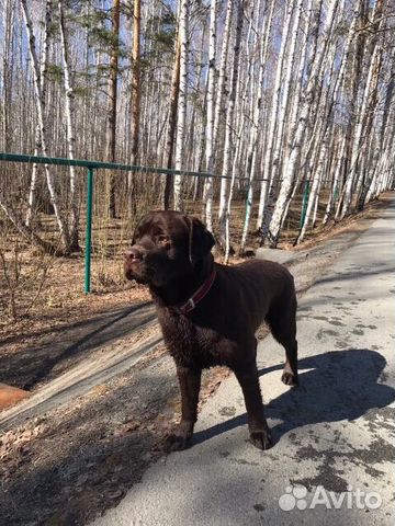 Шикарный кобель для вязки