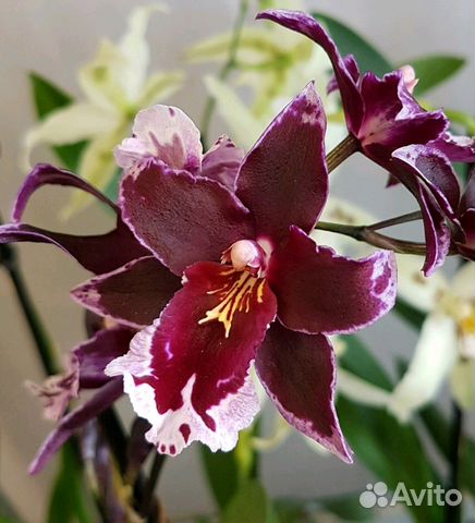 Орхидея камбрия цветущая