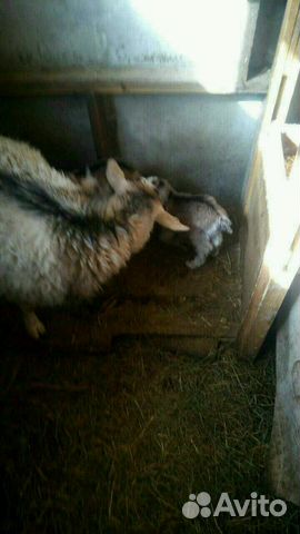 Семья альпийцев:коза+козочка+козел купить на Зозу.ру - фотография № 3