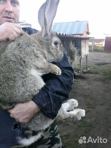 Кролики Фландр Ризен купить на Зозу.ру - фотография № 4