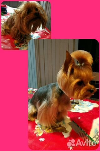 Грумер, стрижка собак, кошек, уз чистка зубов