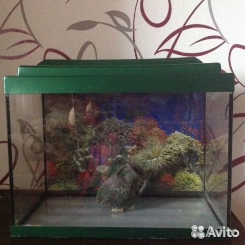 Продаю аквариум 30 литров + принадлежности купить на Зозу.ру - фотография № 1