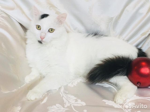 Котёнок-подросток кастрированный в дар Котёнок-подросток кастрированный в дар