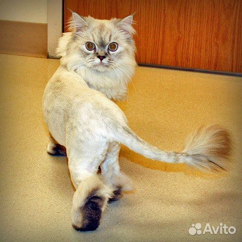 Стрижка Котов и Кошек выезд на дом. Грумер