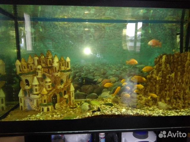 Продаю аквариум с рыбками купить на Зозу.ру - фотография № 8