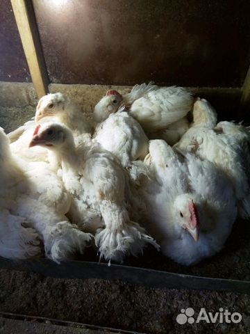 Цыплята бролерные, домашние купить на Зозу.ру - фотография № 9
