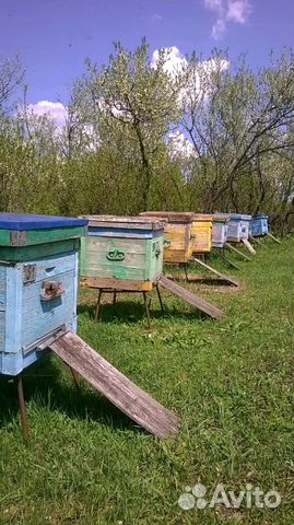 Пчёлы на высадку купить на Зозу.ру - фотография № 2