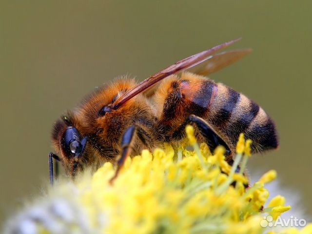 Пчёлы медоносные