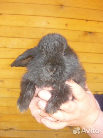 Продаю кроликов французских барашек купить на Зозу.ру - фотография № 2