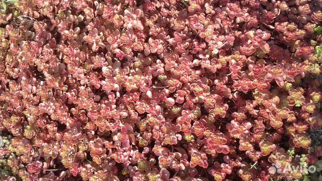 Растения различные излишки из собственного сада