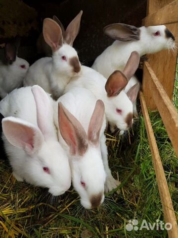 Калифорнийские Кролики Купить В Нижегородской Области Починки