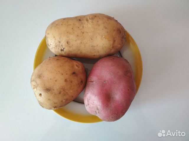 Колобок картофель характеристика. Картофель Колобок. Колоб с картошкой. Колобок из картошки.