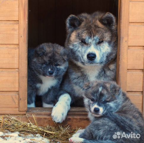 Щенки Акита Ину Купить В Екатеринбурге