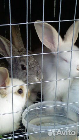 Продам крольчат, и мясо кролика купить на Зозу.ру - фотография № 6