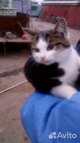 Котята от кошки крысоловки бесплатно купить на Зозу.ру - фотография № 1