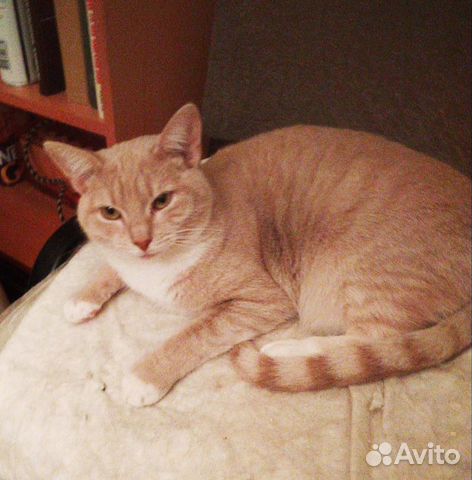 Персиковые и рыжие домашние кошки в добрые руки купить на Зозу.ру - фотография № 6