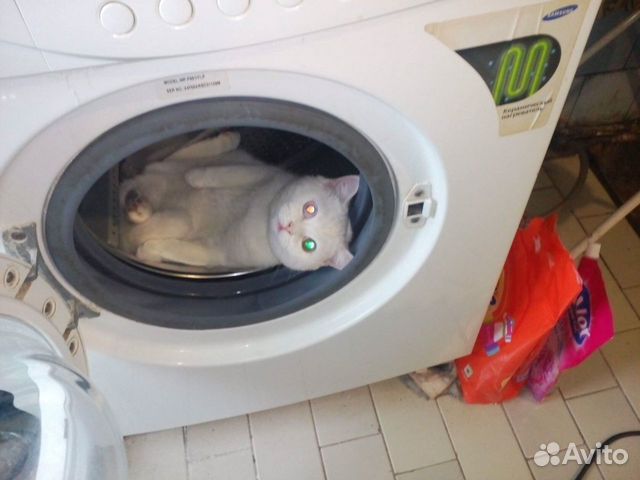 Кошка
