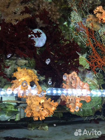 Морская трава(хетоморфа); морские губки(обычн, син купить на Зозу.ру - фотография № 4