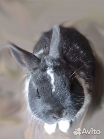 Голландский карликовый кролик купить на Зозу.ру - фотография № 1