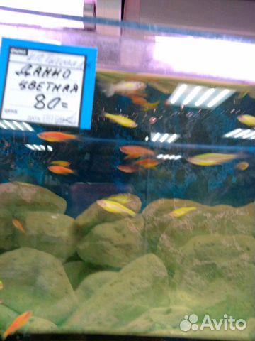 Рыбки в ассортименте купить на Зозу.ру - фотография № 8
