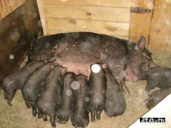 Свиньи въетнамские вислобрюхие купить на Зозу.ру - фотография № 1