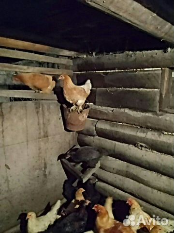 Курица лохманогая, американской породы Брама купить на Зозу.ру - фотография № 2