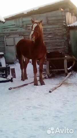 Лошадь купить на Зозу.ру - фотография № 9