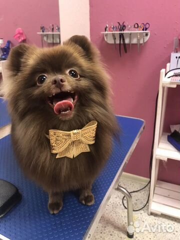 Стрижка собак в приморском районе