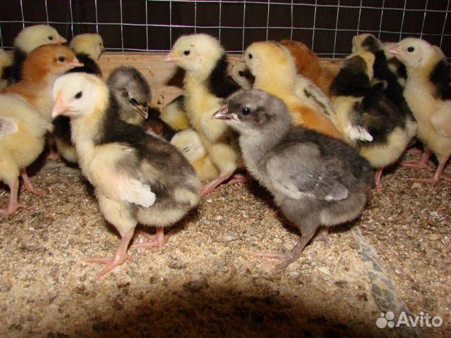 Суточные цыплята на корм животным купить на Зозу.ру - фотография № 1