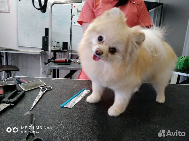 Стрижка собак и кошек