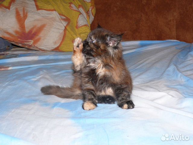 Кошка полукровка на фото мама купить на Зозу.ру - фотография № 2