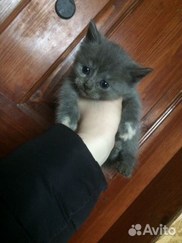 Отдаю котяток в добрые руки купить на Зозу.ру - фотография № 8