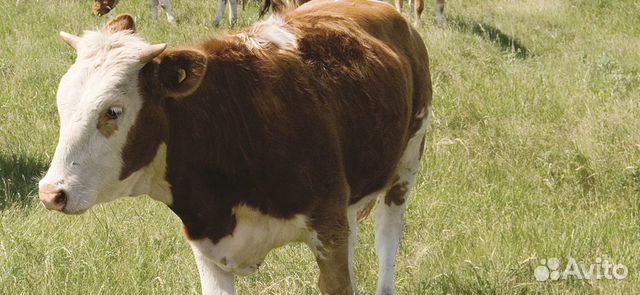 Крупно рогатый скот (коровы) купить на Зозу.ру - фотография № 1