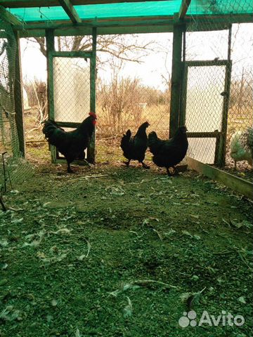 Яицо и суточные цыплята купить на Зозу.ру - фотография № 6