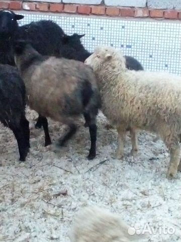 Ярки овцы купить на Зозу.ру - фотография № 3