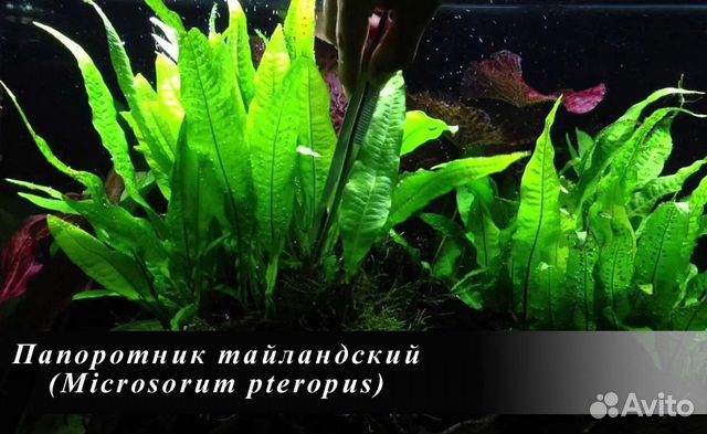 Растения для аквариума купить на Зозу.ру - фотография № 10