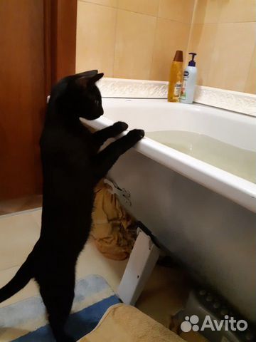 Черная кошка купить на Зозу.ру - фотография № 3