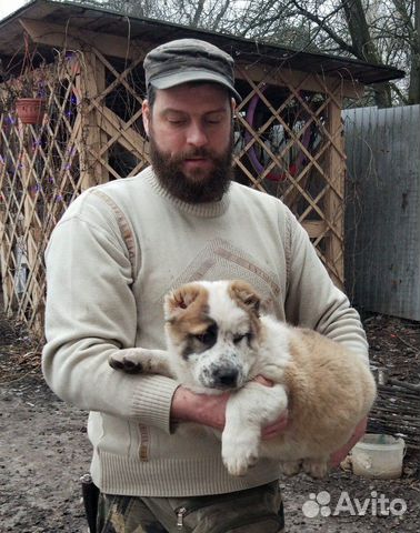 Среднеазиатская овчарка щенки алабая купить на Зозу.ру - фотография № 2