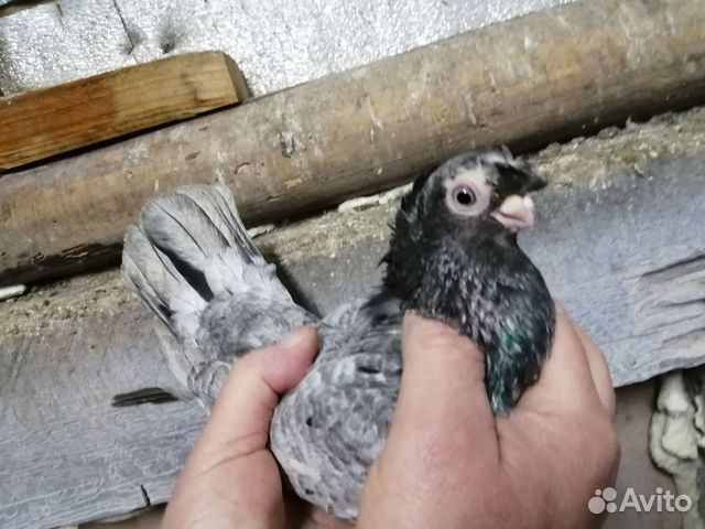 Продам голубей разных пород купить на Зозу.ру - фотография № 5