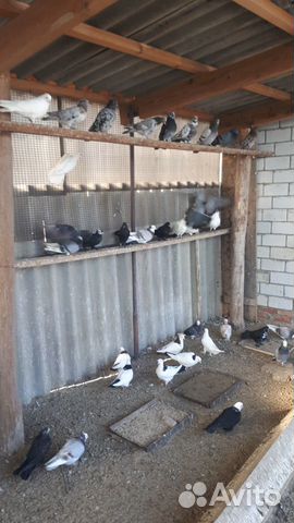 Широкохвостые голуби на продажу купить на Зозу.ру - фотография № 8