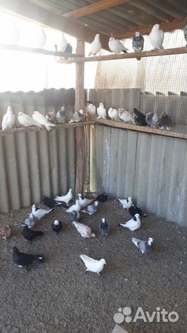 Широкохвостые голуби на продажу купить на Зозу.ру - фотография № 6