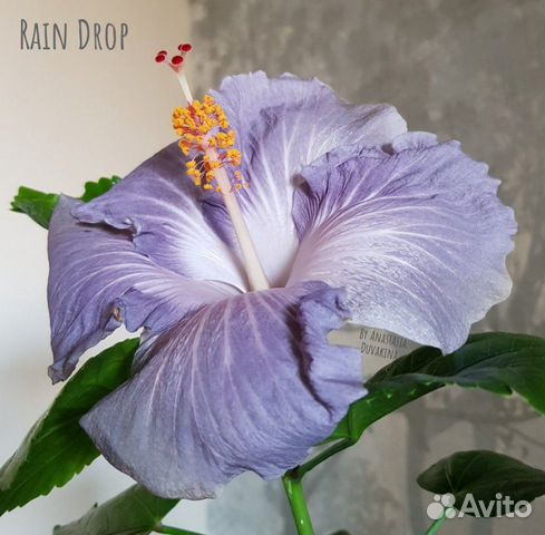 Сортовой Гибискус Rain Drop Сортовой Гибискус Rain Drop