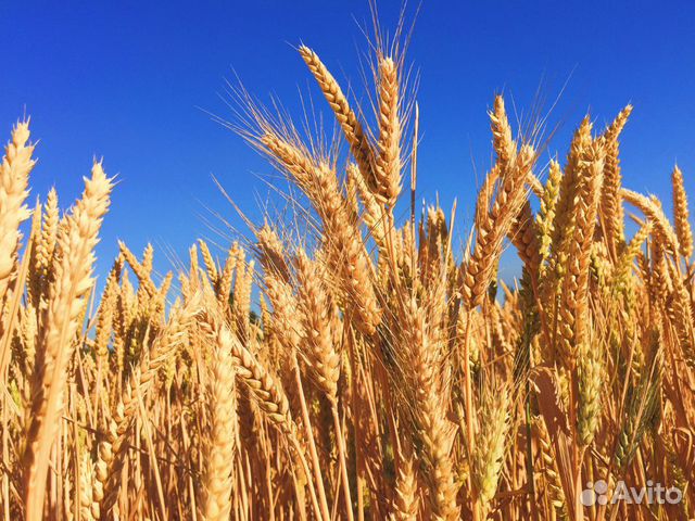 Зерно: ячмень, пшеница купить на Зозу.ру - фотография № 1