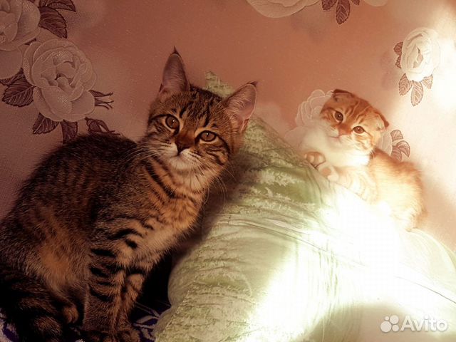 Продажа котят купить на Зозу.ру - фотография № 5