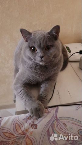 Британец на вязку
