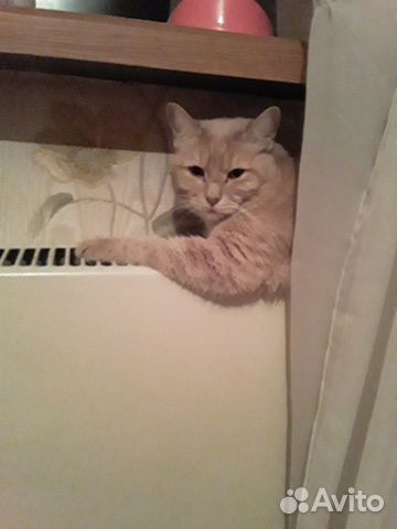 Отдам кота в хорошие руки