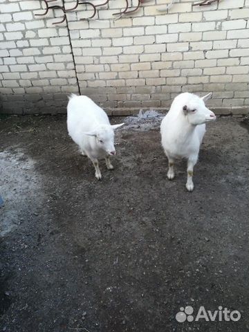 Продаются две скотные козы, помесь ламанча и заане купить на Зозу.ру - фотография № 2