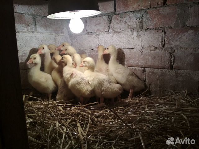 Цыплята, гусята, гуси, утка купить на Зозу.ру - фотография № 4