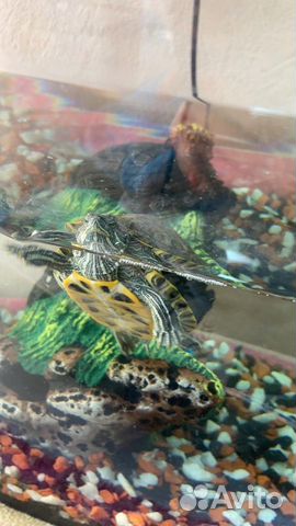 2 маленькие красноухие черепахи + аквариум купить на Зозу.ру - фотография № 4