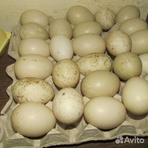Яйца индоуток на инкубацию купить на Зозу.ру - фотография № 1